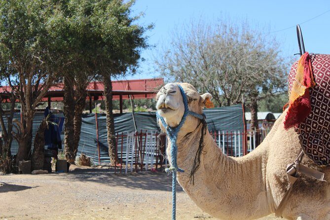 Camel Ride in the Palmeraie of Marrakech - Who Will Love This Tour