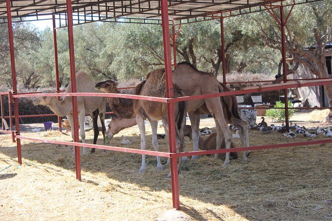 Camel Ride in the Palmeraie of Marrakech - The Sum Up