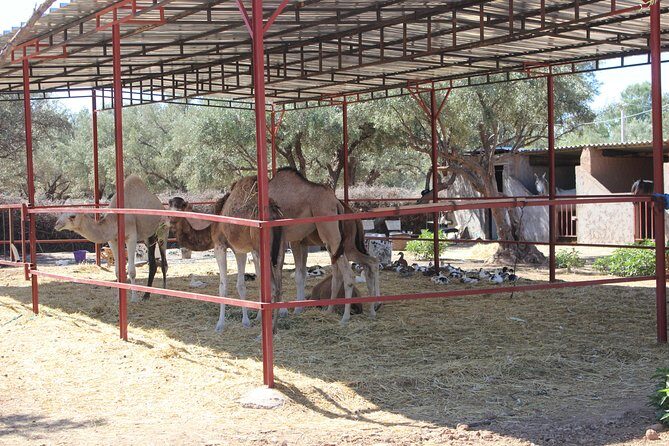Camel Ride in the Palmeraie of Marrakech - FAQs