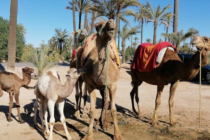camel ride marrakech - What’s Included and How It Works