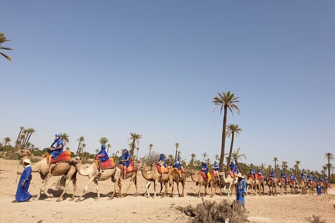 Camel ride Marrakech - Cost, Value, and Booking