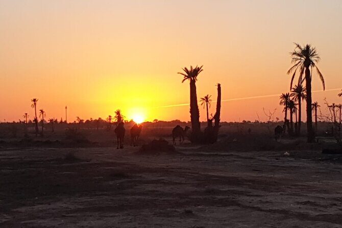 Camel ride Marrakech - The Downsides and Considerations