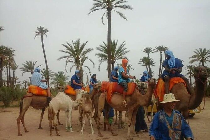Camel ride Marrakech palmeraie - Key Points
