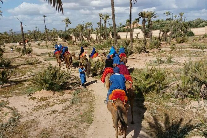 Camel ride Marrakech palmeraie - What the Reviews Say