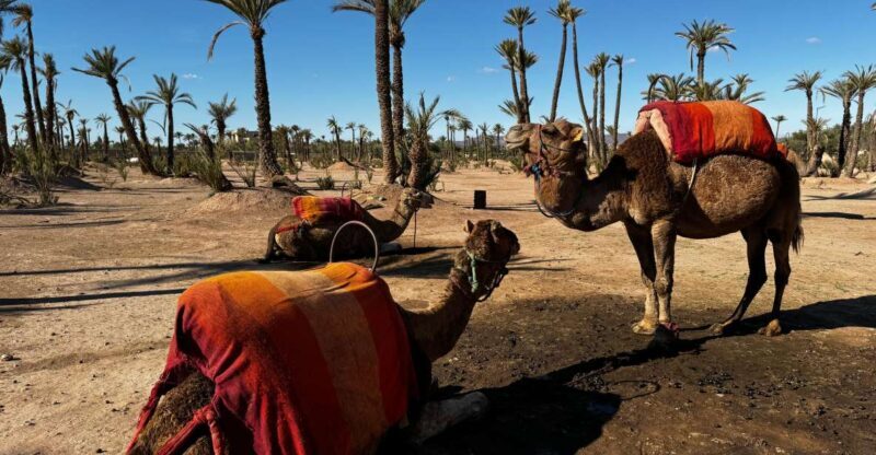Camel Ride Marrakech with lunch ( Local Restaurant) - What You Can Expect from the Tour