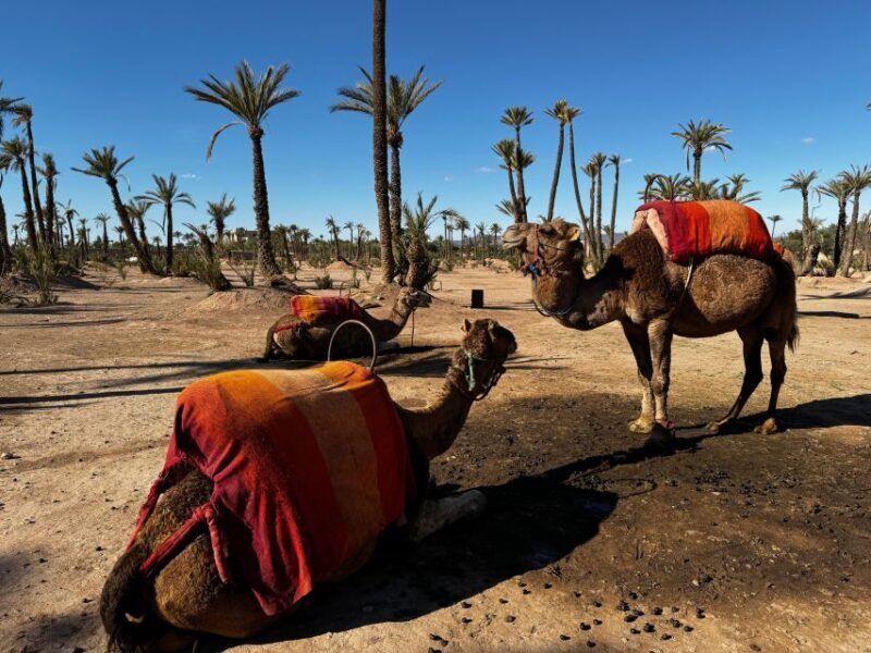 Camel Ride Marrakech with lunch ( Local Restaurant) - Who Will Love This Tour?