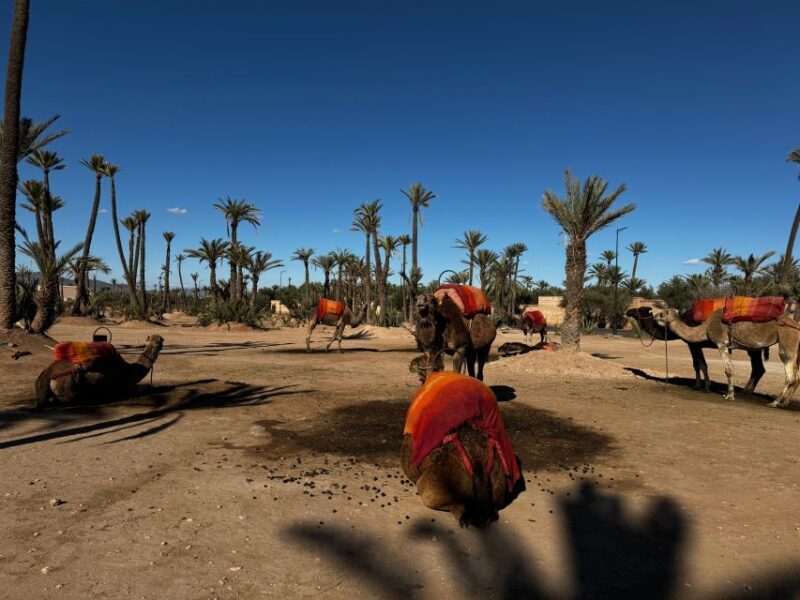 Camel Ride Marrakech with lunch ( Local Restaurant) - FAQ