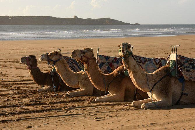 Camel Ride on the Beach of Essaouria - Who Is This Tour Best For?