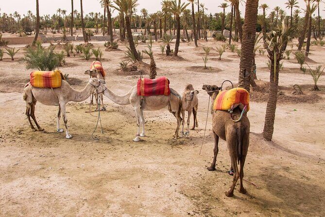 camel ride on the palm grove marrakech - Key Points