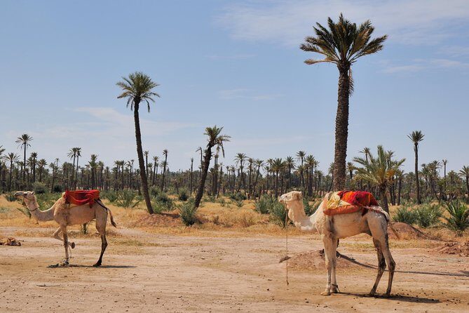 camel ride on the palm grove marrakech - What’s Included and What to Expect