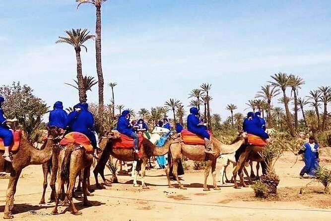 camel ride on the palm grove marrakech - Practical Considerations