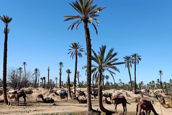 camel ride on the palm grove marrakech - Who Should Consider This Tour?