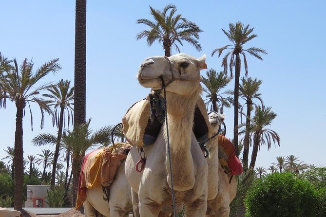 Camel Ride & Quad Biking Half Day in Marrakech - Who Is This Tour Best For?