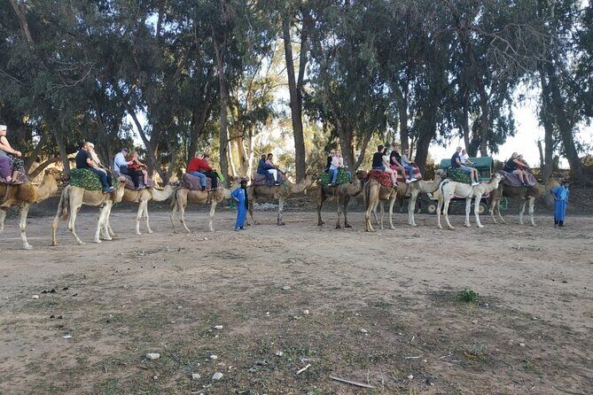 Camel ride + sunset + BBQ dinner in Agadir - Who Will Love This Tour?