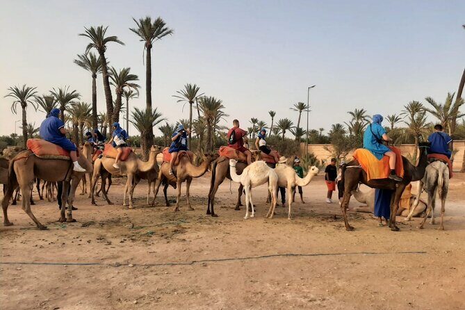 Camel Ride Through Marrakech's Palm Grove - Key Points