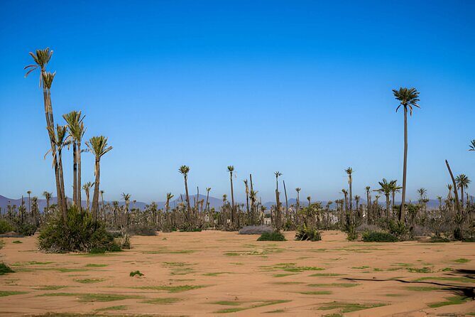 Camel Ride Through Marrakech's Palm Grove - Discover Marrakech’s Palm Grove on a Camel
