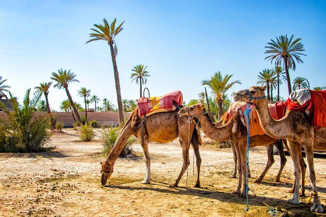 Camel Ride Through Marrakech's Palm Grove - Logistics and Value