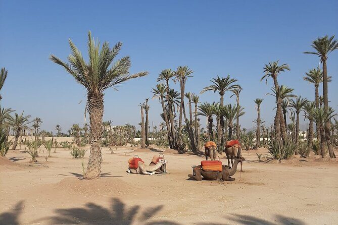 Camel Ride Through Marrakech's Palm Grove - Who will enjoy this tour?