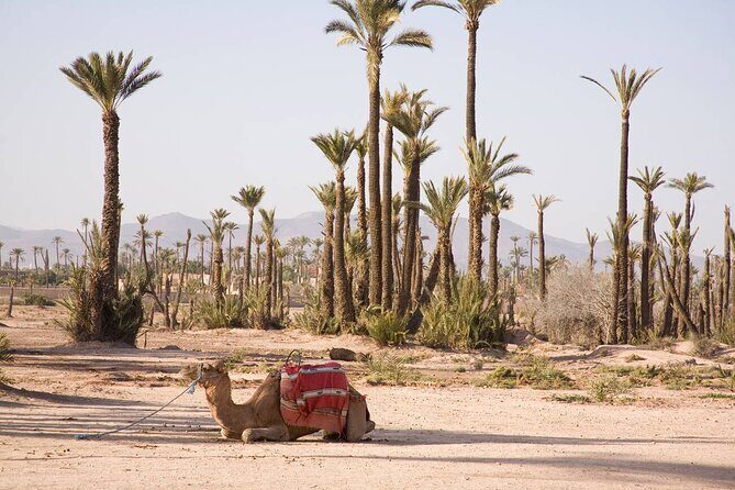 Camel Ride Through Marrakech's Palm Grove - FAQs
