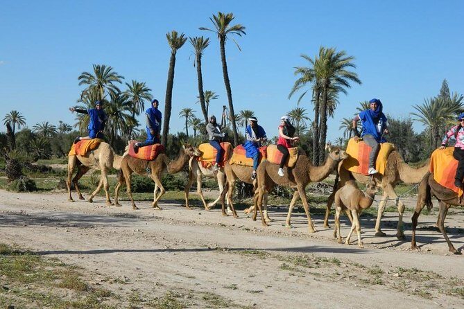 Camel ride tour in Marrakech - What to Expect from the Marrakech Camel Ride