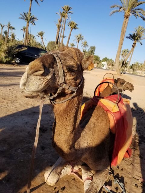 Camel ride tour in Palmerie of Marrakech - Key Points