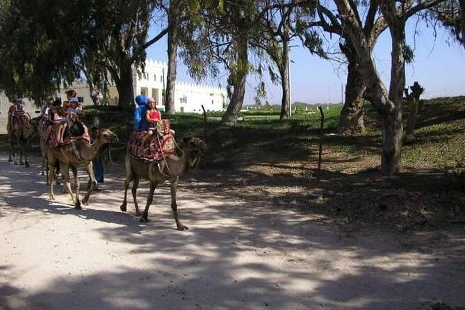 Camel Riding - Who Will Love This Tour?