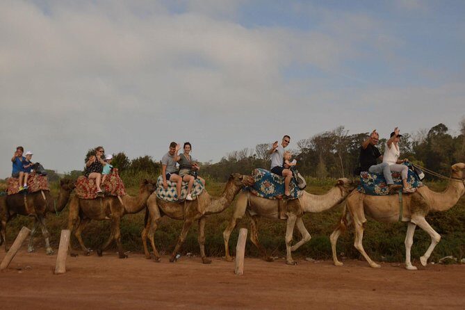 Camel riding in Agadir for Cruise ship Passengers - Who Will Love This Tour?