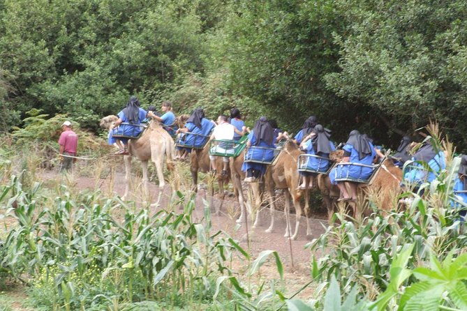 camel-riding-tour-at-el-tanque-tenerife
