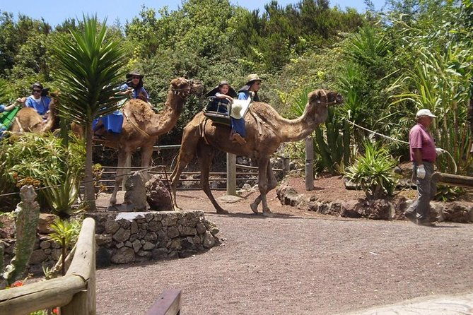 camel-riding-tour-at-el-tanque-tenerife