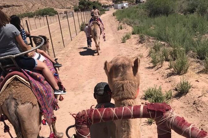 camel-safari-camel-ride-and-zoo-tour