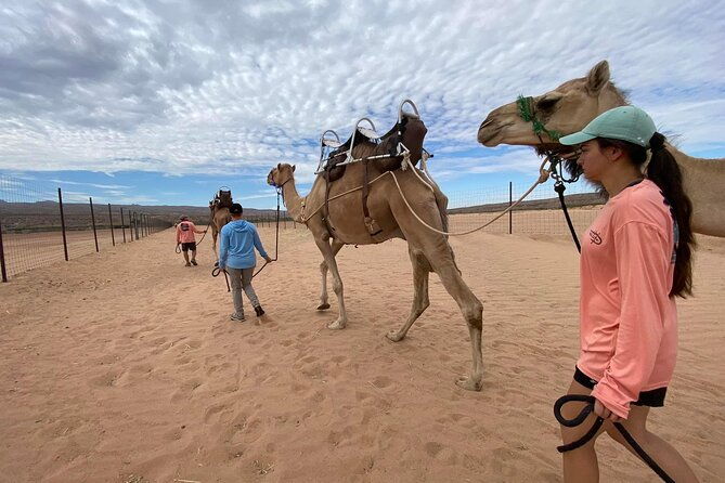 camel-safari-camel-ride-and-zoo-tour