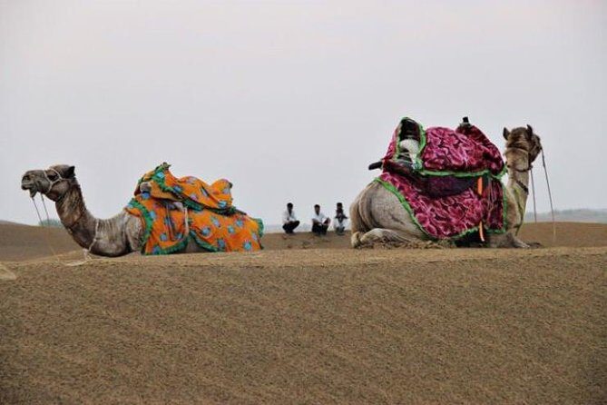 Camel Safari Half -Day Tour In Jaisalmer - Analyzing the Value of this Tour