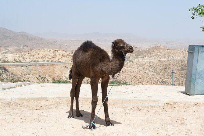 Camel Trekking in Open Red Dunes Desert - FAQ