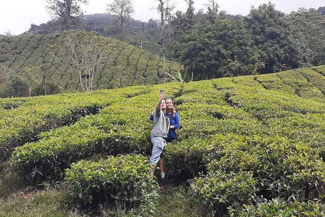 Cameron Highland Day Tour - Key Points