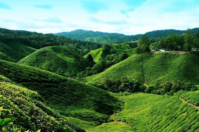 Cameron Highland Day Tour From Kuala Lumpur By Group - FAQ