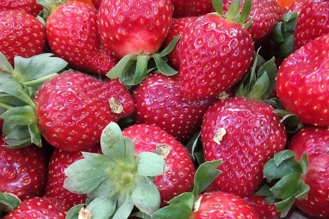 Cameron Highland Day Trip - Key Points