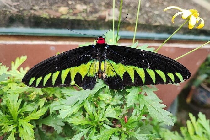 Cameron Highland Full Day Tour from KL City Private Tour - The Journey Begins: Pickup and Drive