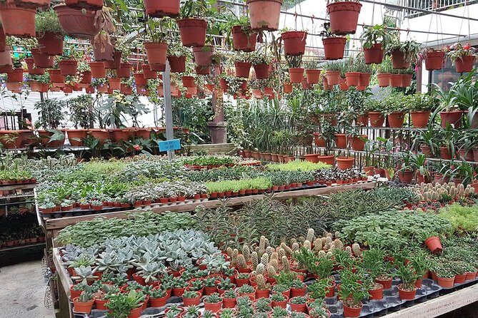 Cameron Highlands & Batu Caves Full-Day Tour - FAQ