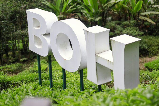 Cameron Highlands Day Tour from Ipoh with Mossy Forest - Who Should Consider This Tour?