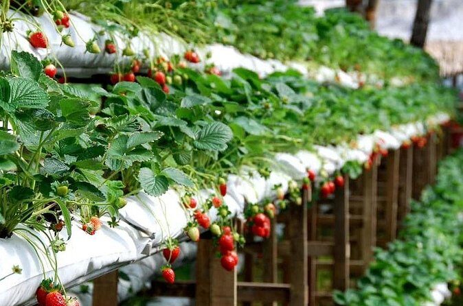 Cameron Highlands Day Tour From Kuala Lumpur 2025 - FAQs