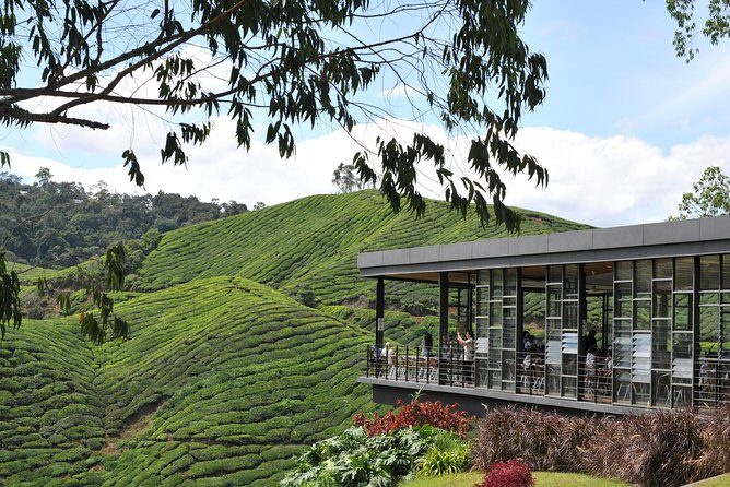 Cameron Highlands Day Tour From Kuala Lumpur (Private Tour) - An In-Depth Look at the Cameron Highlands Day Tour