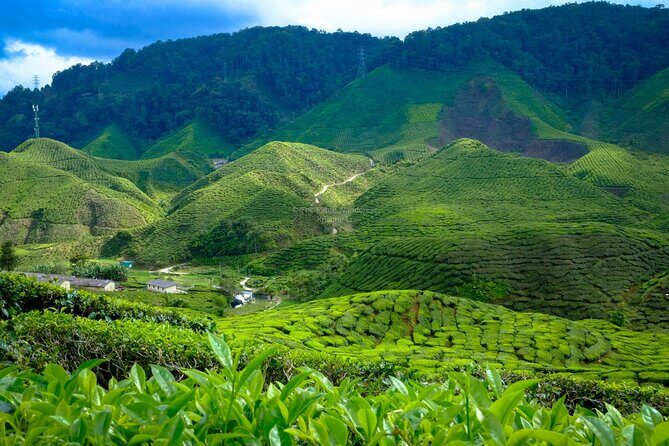 Cameron Highlands Full Day Join in Tour - Key Points