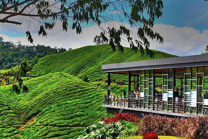 Cameron Highlands Full Day Join in Tour - What You Can Expect from This Cameron Highlands Tour