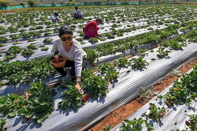 Cameron Highlands Full Day Join in Tour - Who Should Consider This Tour?