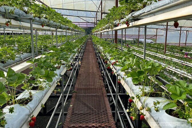 Cameron Highlands Full Day Join in Tour - Final Thoughts