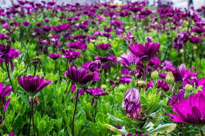 Cameron Highlands Full Day Join in Tour - FAQ