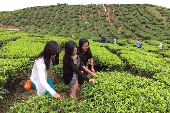 Cameron Highlands Full Day Nature Tour - An In-Depth Look at the Cameron Highlands Full Day Nature Tour