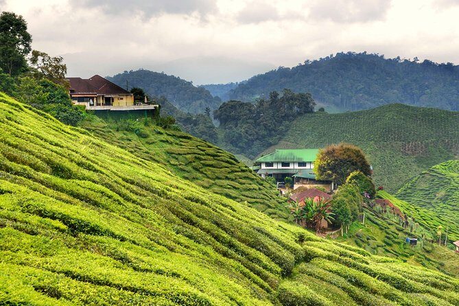 Cameron Highlands Full-Day Nature Tour - Potential Drawbacks and Considerations