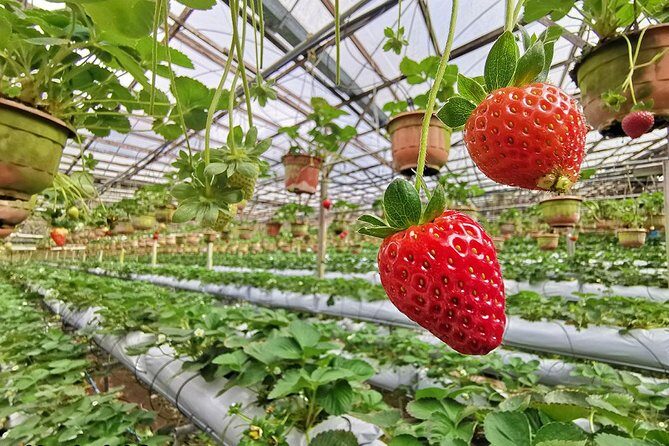 Cameron Highlands Full-Day Nature Tour - Final Thoughts: Is the Cameron Highlands Full-Day Tour Worth It?