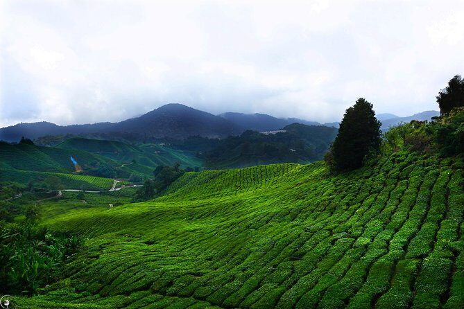 Cameron Highlands Full-Day Tour - The Itinerary in Detail: What You Can Expect